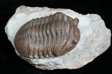 Beautifully Inflated Asaphus Lepidurus Trilobite #4175-4